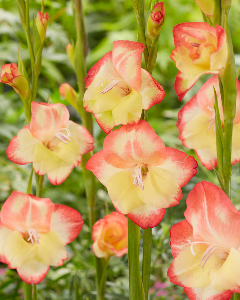 Gladiolus Nanus Las Vegas 10-pakning